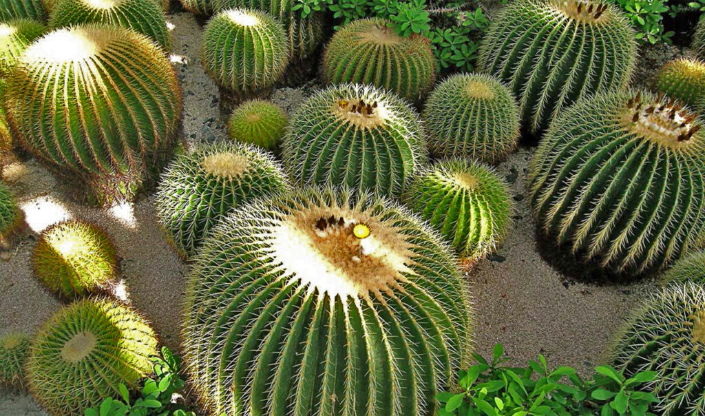 ¿Cuánto subió el costo de la Rosca de Reyes este 2026?