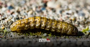 gusano barrenador México 2026