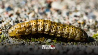 gusano barrenador México 2026