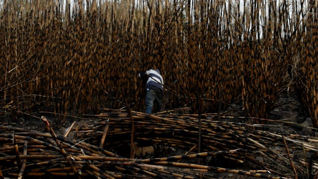 Isis Ahumada refleja la migración infantil jornalera en 'Mi no lugar'