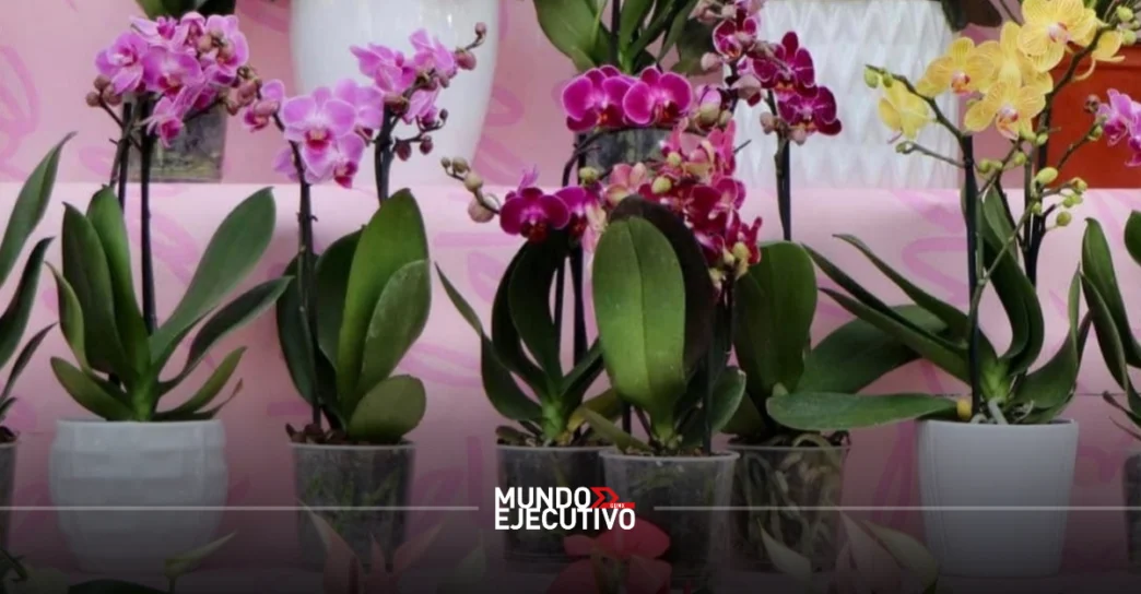 ¿Qué hacer el fin de semana del 20, 21 y 22 de marzo 2026 en CDMX?