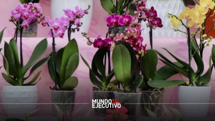 ¿Qué hacer el fin de semana del 20, 21 y 22 de marzo 2026 en CDMX?