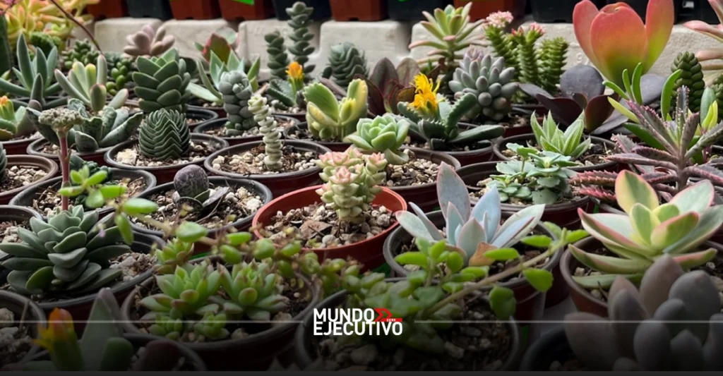 ¿Cuándo y dónde será el Plant Fest 2026 en CDMX?