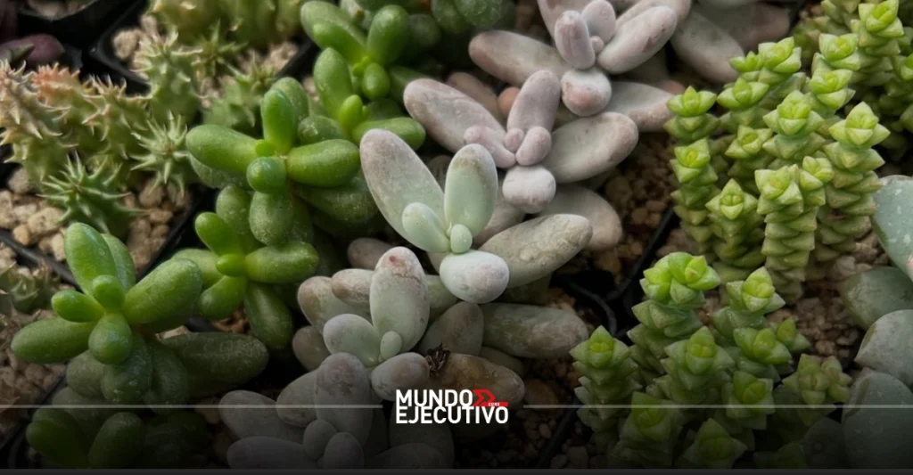 ¿Cuándo y dónde será el Plant Fest 2026 en CDMX?
