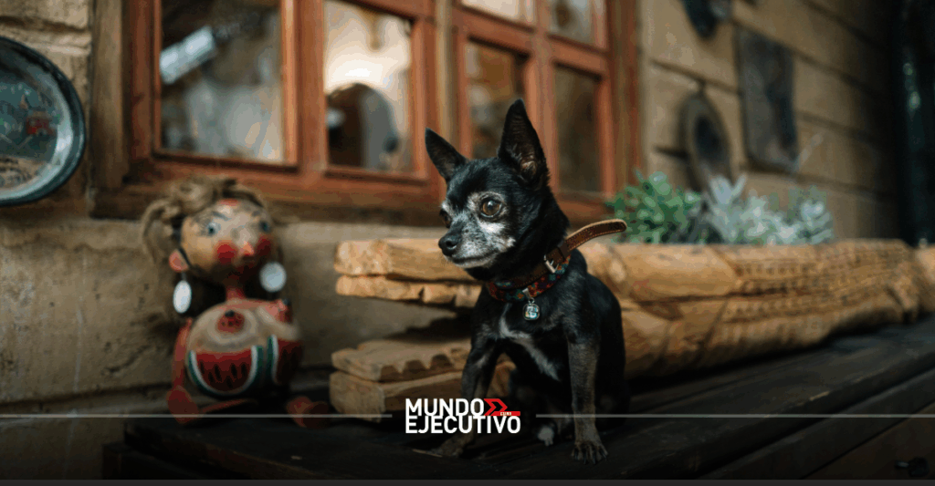 Interpets Expo 2026, un evento imperdible para los amantes de los animales en CDMX