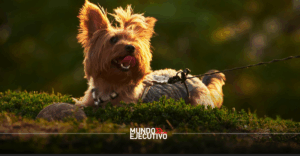 Pet Fest 2026 en Campo Marte: ¿Qué habrá y cuánto cuestan los boletos?