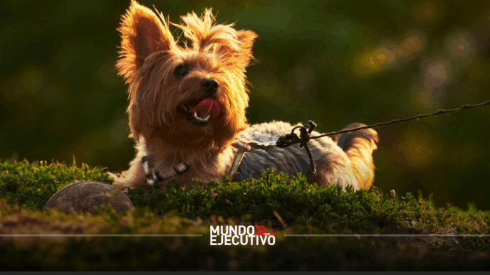 Pet Fest 2026 en Campo Marte: ¿Qué habrá y cuánto cuestan los boletos?