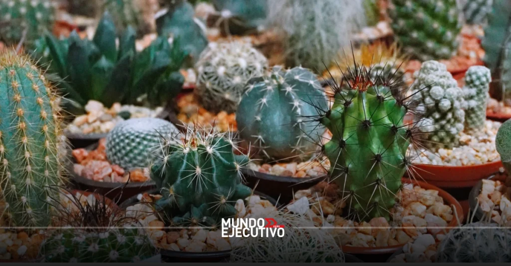 Una nueva edición del Plant Fest 2026 ocurrirá este fin de semana de mayo en la CDMX