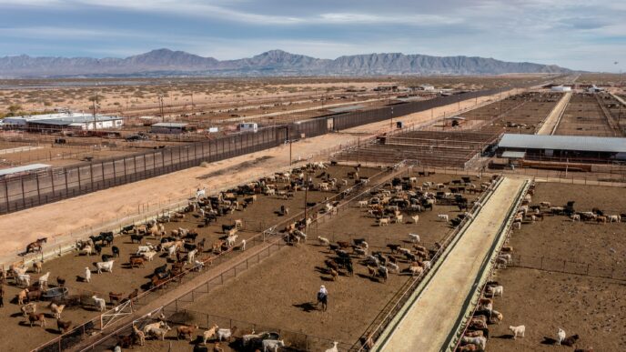 Ganado bovino en la frontera entre México y Estados Unidos en proceso de inspección sanitaria