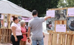 Festival Gato Fest 2026 en Ciudad de México con actividades para amantes de los gatos y adopción responsable