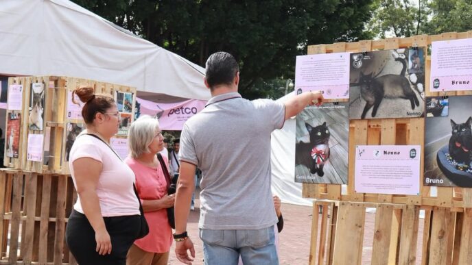 Festival Gato Fest 2026 en Ciudad de México con actividades para amantes de los gatos y adopción responsable