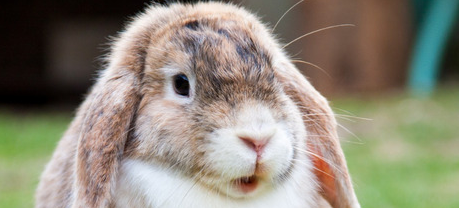 La UATx impulsa la cunicultura en Tlaxcala con proyectos de impacto social