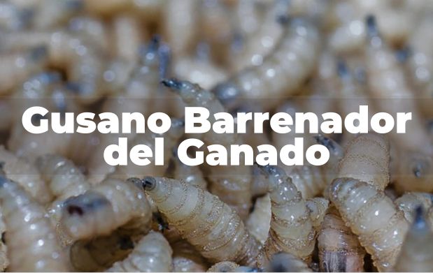gusano barrenador