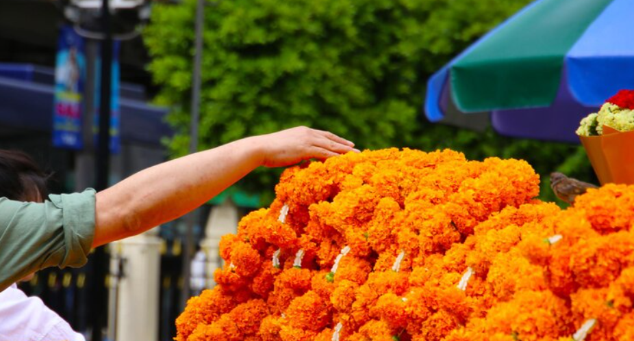 Cempasúchil cultivado en Puebla aportará 40 millones de pesos a la economía local